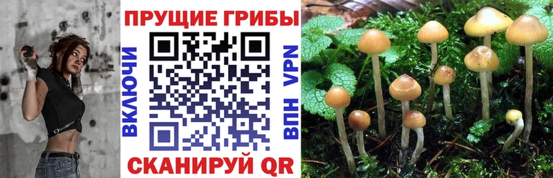 Псилоцибиновые грибы MAGIC MUSHROOMS  нарко площадка состав  Подольск 